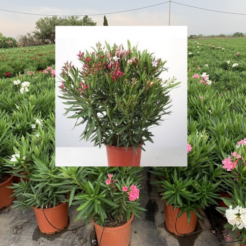 Nerium oleander 15 L - TRICOLOR