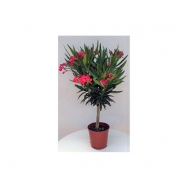 Nerium oleander 2,5/3 L - MINI COPA - MIX