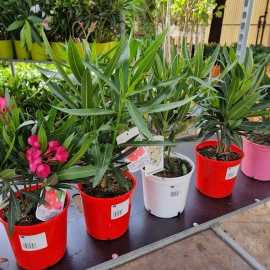 Nerium oleander 2,5/3 L - MIX