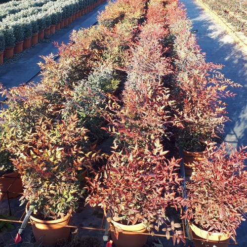 Nandina domestica 15 L