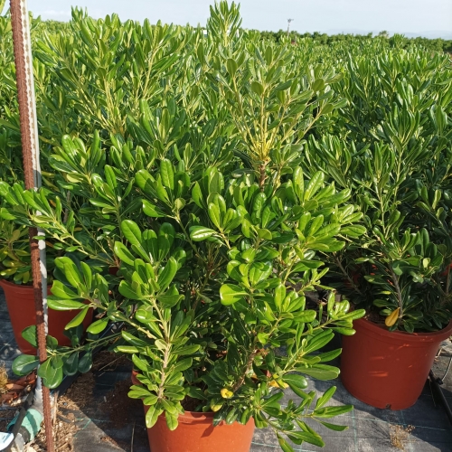 Pittosporum tobira 15 L