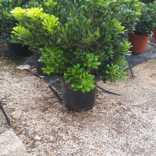 Pittosporum tobira 20/25 L