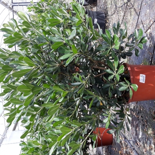 Pittosporum tobira 8/10 L
