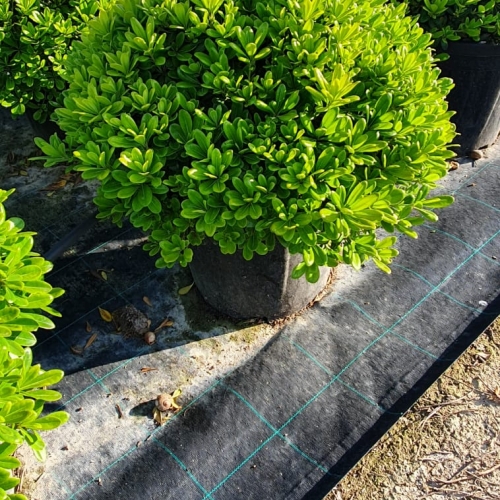Pittosporum tobira nana 15 L