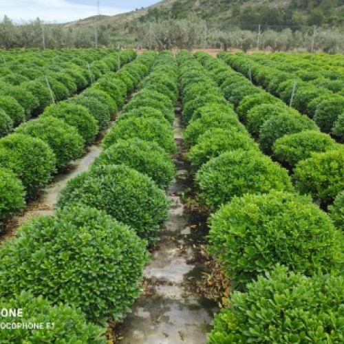 Pittosporum tobira nana 20/25 L