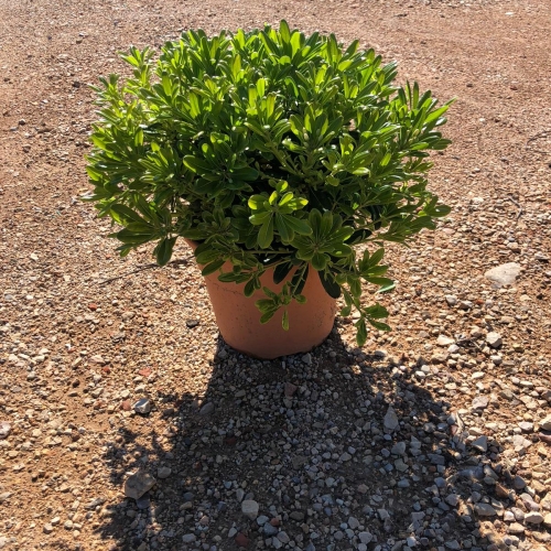 Pittosporum tobira nana 5 L