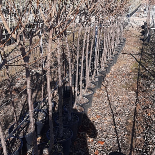 Prunus domestica 8/10 L
