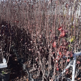 Prunus pisardii 8/10L arbustivo