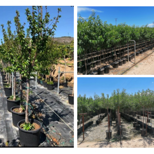 Prunus persica - 14/16cm per. Tr.
