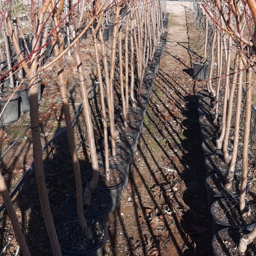 Prunus persica Platycarpa 8/10 L