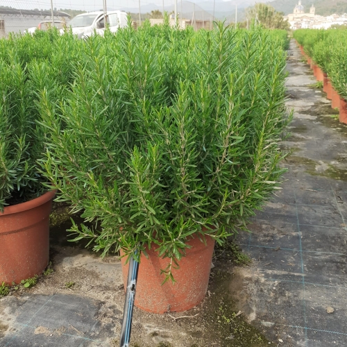 Rosmarinus officinalis 8/10 L