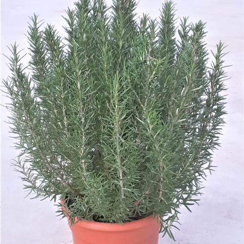 Rosmarinus officinalis 15 L