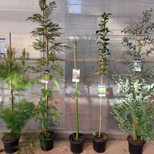 Salix sp. 8/10L