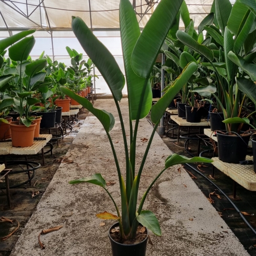 Strelitzia augusta 15 L - 1 planta