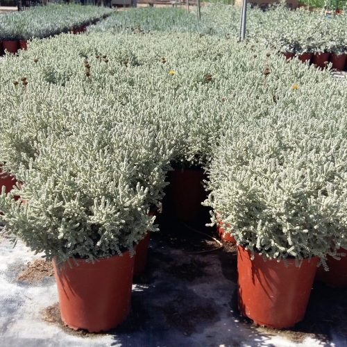 Santolina chamaecyparissus 2,5/3 L