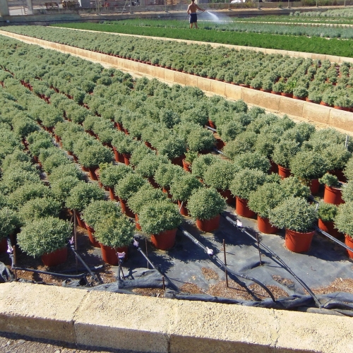 Santolina chamaecyparyssus 5L