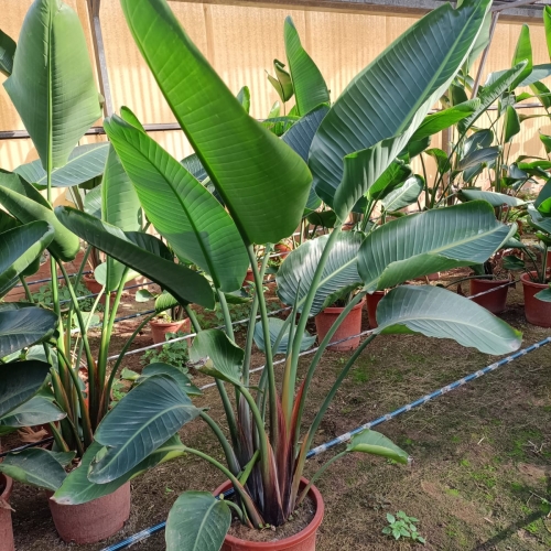 Strelitzia augusta 15L - 2 plantas
