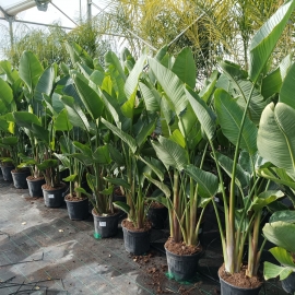 Strelitzia augusta 15L - 3 plantas