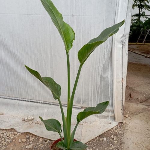 Strelitzia augusta 2,5/3 L - 1 planta