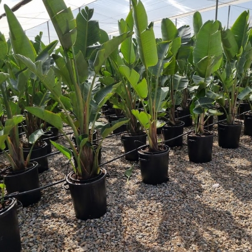 Strelitzia augusta 20/25L - GRUPO