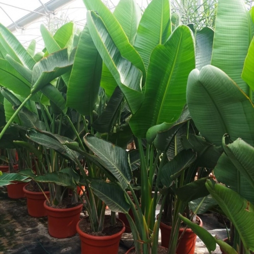 Strelitzia augusta 30/40L - GRUPO