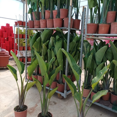 Strelitzia augusta 5 L - 2 Plantas