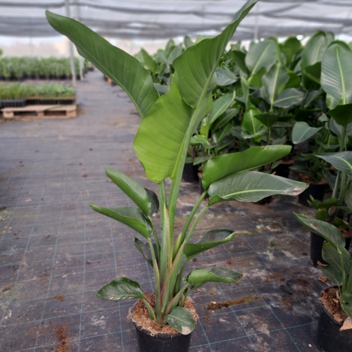 Strelitzia augusta 5L - 1 planta