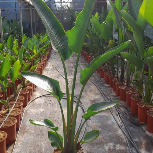 Strelitzia augusta 8/10 L - 2 plantas