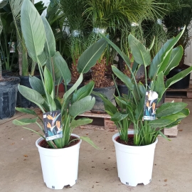 Strelitzia reginae 8/10 L