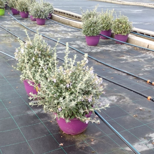 Teucrium fruticans 2,5/3 L