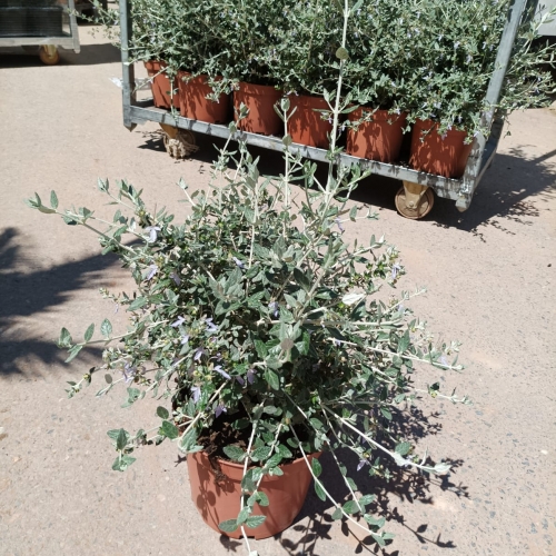 Teucrium fruticans 5L