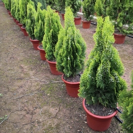Thuja orientalis aurea nana 8/10 L