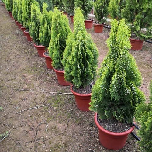 Thuja orientalis aurea nana 8/10 L