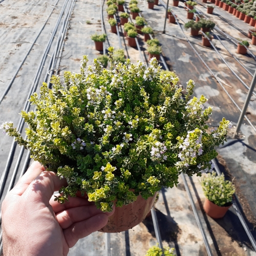 Thymus citriodorus 2,5/3 L