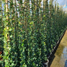 Trachelospermum jasminoides - 250-300 cm h - TUTOR