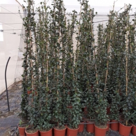 Trachelospermum jasminoides 5 L - 150/200 cm h - TUTOR