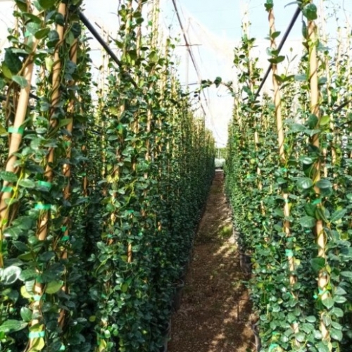 Trachelospermum jasminoides 8/10 L - 150-250 cm h - TUTOR