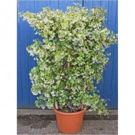 Trachelospermum jasminoides JARDINERA 45/55 cm