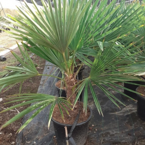 Trachycarpus fortunei 15 L
