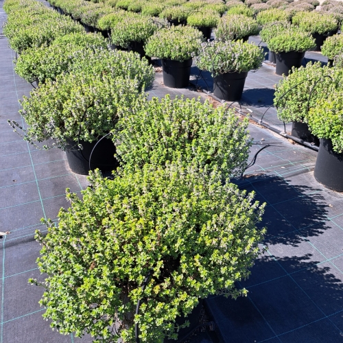 Thymus citriodorus 8/10 L