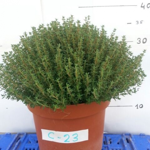 Thymus vulgaris 5 L
