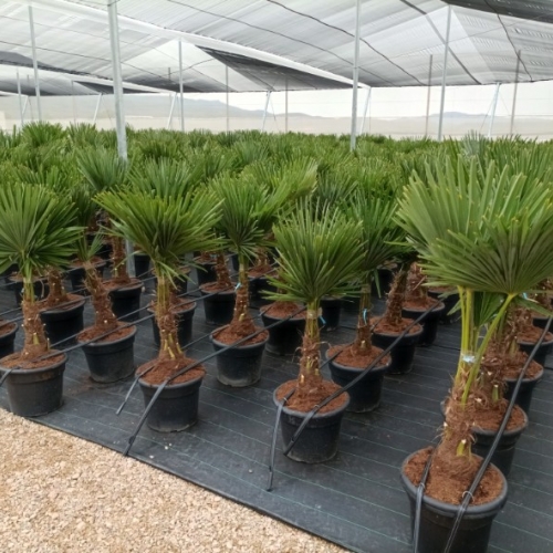 Trachycarpus fortunei 20/30cm h tr