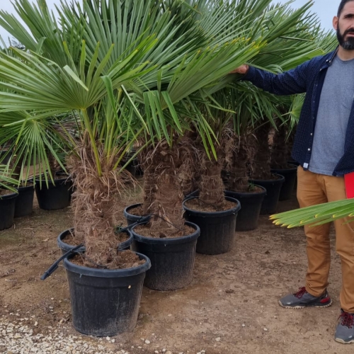 Trachycarpus fortunei 30/40cm h tr