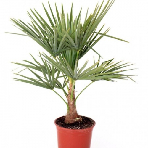 Trachycarpus fortunei 5 L