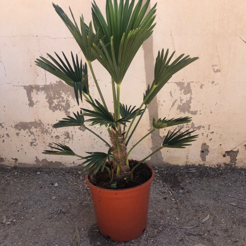 Trachycarpus wagnerianus 5 L