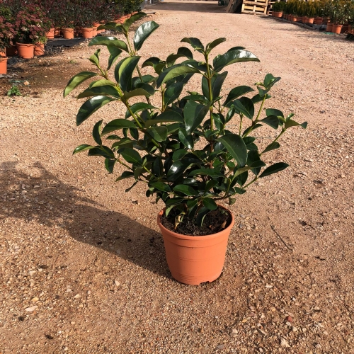 Viburnum lucidum 5L