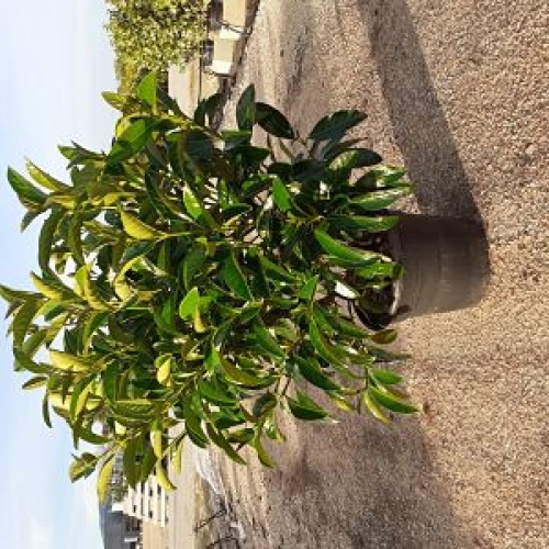 Viburnum lucidum 8/10L