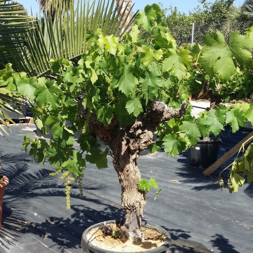 Vitis vinifera - 20/30cm per. Tr. - CEPA