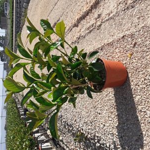Viburnum lucidum 20/25 L