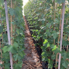 Vitis vinifera 5L PARRA